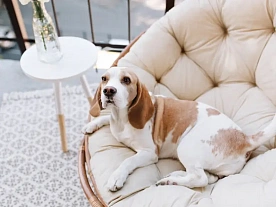 Как правильно выбрать шампунь для собаки